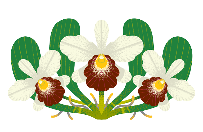 Orchidea_chiusura